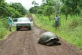 Giant Galapagos tortoise in Santa Cruz Island Royalty Free Stock Photo